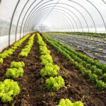 Protect your Greenhouse with a Generator!