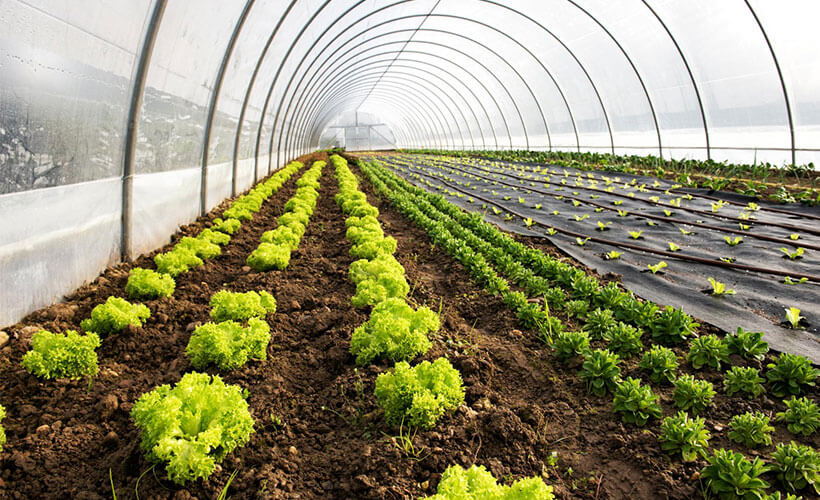 Protect your Greenhouse with a Generator!