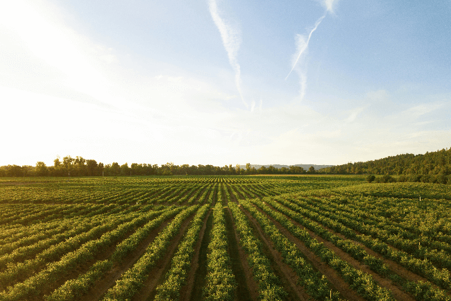 Agriculture